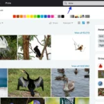 Exploring Flickr’s Advanced Search Features for Photographers